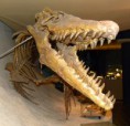 /album/galeria-spinosaurov/mosasaurus-hoffmannii-lebka-jpg1/